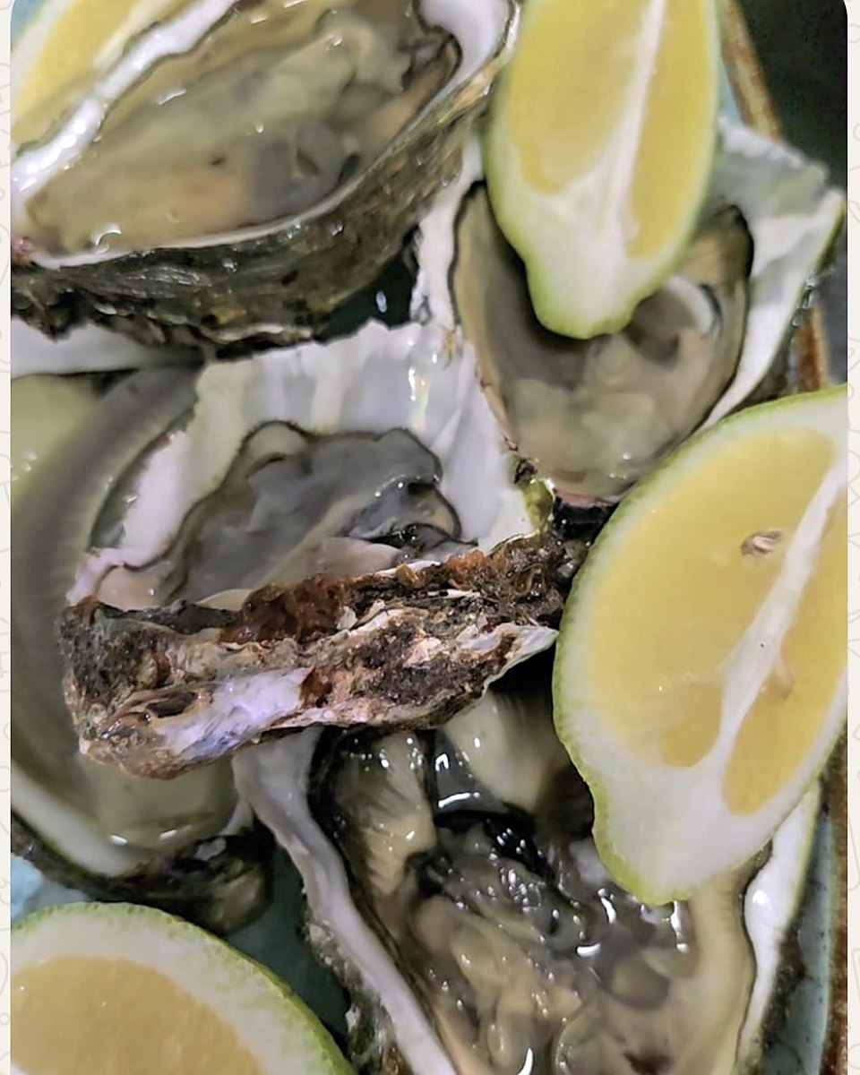 Oysters